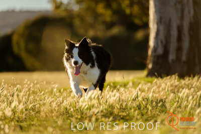 October 2017 / DOG_RUNNING_132_171018_TRP0782