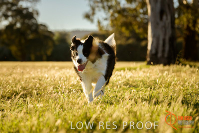 October 2017 / DOG_RUNNING_134_171018_TRP0790