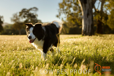 October 2017 / DOG_RUNNING_136_171018_TRP0793
