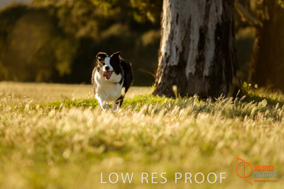 October 2017 / DOG_RUNNING_137_171018_TRP0797