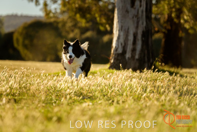 October 2017 / DOG_RUNNING_138_171018_TRP0802