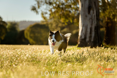 October 2017 / DOG_RUNNING_143_171018_TRP0827