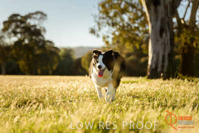 October 2017 / DOG_RUNNING_144_171018_TRP0831