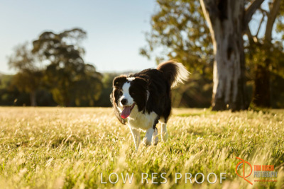 October 2017 / DOG_RUNNING_145_171018_TRP0833