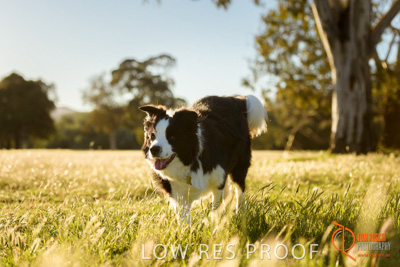 October 2017 / DOG_RUNNING_146_171018_TRP0835