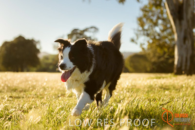 October 2017 / DOG_RUNNING_147_171018_TRP0836