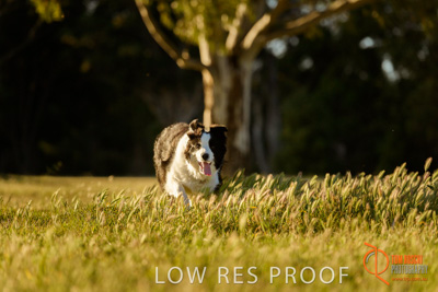October 2017 / DOG_RUNNING_148_171018_TRP0848