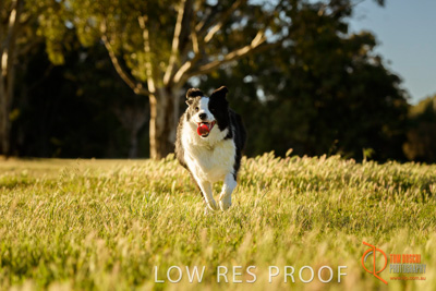 October 2017 / DOG_RUNNING_151_171018_TRP0856