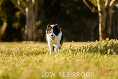 October 2017 / DOG_RUNNING_157_171018_TRP0872