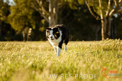 October 2017 / DOG_RUNNING_159_171018_TRP0877