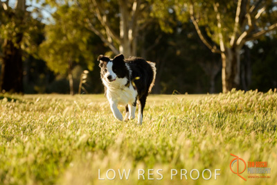 October 2017 / DOG_RUNNING_160_171018_TRP0878