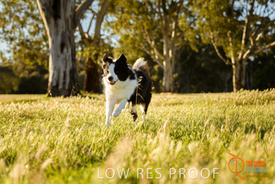 October 2017 / DOG_RUNNING_162_171018_TRP0881