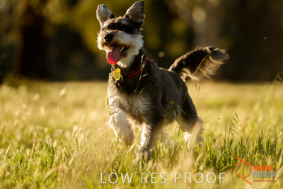 October 2017 / DOG_RUNNING_167_171018_TRP0900