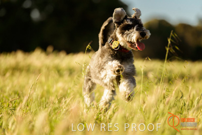 October 2017 / DOG_RUNNING_173_171018_TRP0910