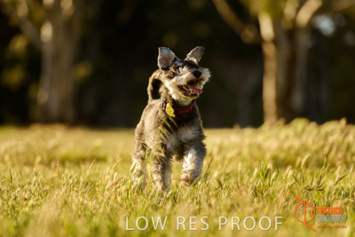 October 2017 / DOG_RUNNING_175_171018_TRP0915