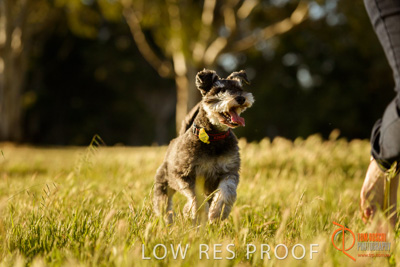 October 2017 / DOG_RUNNING_177_171018_TRP0918