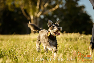 October 2017 / DOG_RUNNING_178_171018_TRP0919