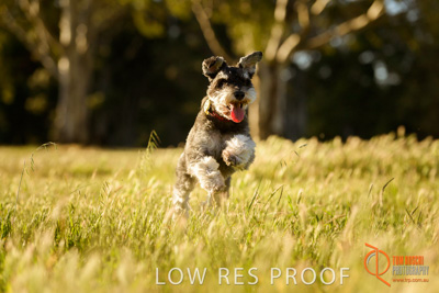 October 2017 / DOG_RUNNING_183_171018_TRP0934