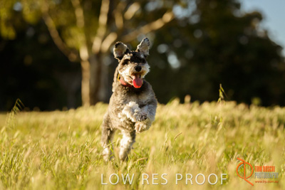 October 2017 / DOG_RUNNING_186_171018_TRP0949