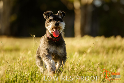 October 2017 / DOG_RUNNING_194_171018_TRP0975