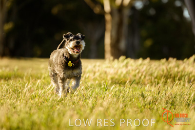 October 2017 / DOG_RUNNING_201_171018_TRP1015