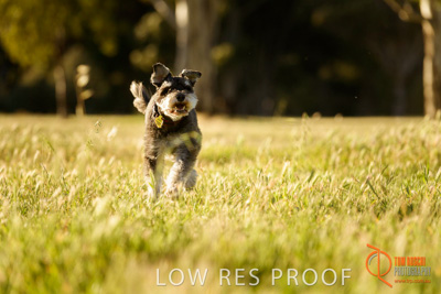 October 2017 / DOG_RUNNING_204_171018_TRP1028