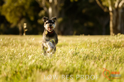 October 2017 / DOG_RUNNING_205_171018_TRP1029