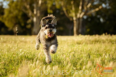 October 2017 / DOG_RUNNING_208_171018_TRP1032