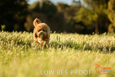 October 2017 / DOG_RUNNING_210_171018_TRP1065