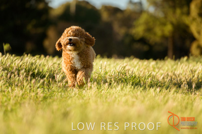 October 2017 / DOG_RUNNING_212_171018_TRP1067