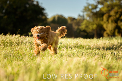 October 2017 / DOG_RUNNING_215_171018_TRP1072