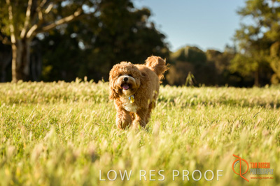 October 2017 / DOG_RUNNING_218_171018_TRP1075