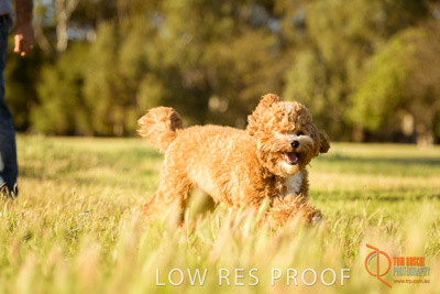 October 2017 / DOG_RUNNING_224_171018_TRP1090