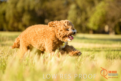 October 2017 / DOG_RUNNING_226_171018_TRP1100