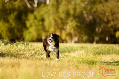 October 2017 / DOG_RUNNING_231_171018_TRP1132