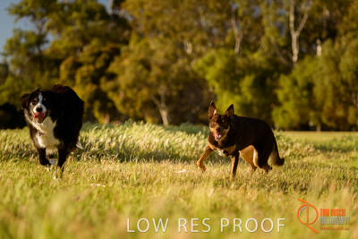 October 2017 / DOG_RUNNING_255_171018_TRP1274