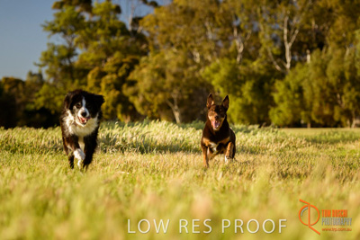 October 2017 / DOG_RUNNING_256_171018_TRP1301