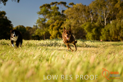 October 2017 / DOG_RUNNING_259_171018_TRP1319