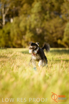 October 2017 / DOG_RUNNING_318_171018_TRP1561
