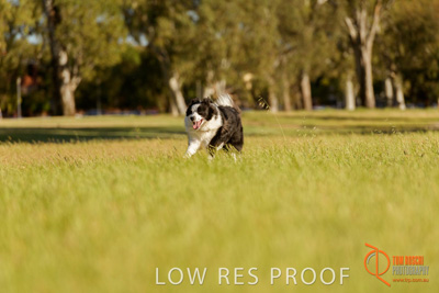 October 2017 / DOG_RUNNING_330_171018_TRP1601