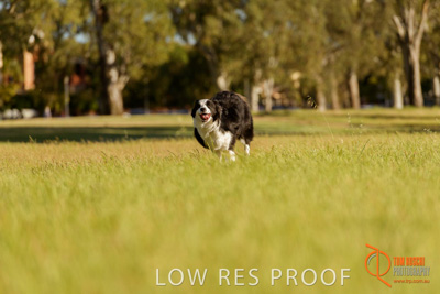 October 2017 / DOG_RUNNING_331_171018_TRP1602