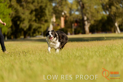 October 2017 / DOG_RUNNING_334_171018_TRP1607