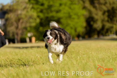 October 2017 / DOG_RUNNING_338_171018_TRP1614
