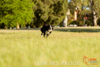 October 2017 / DOG_RUNNING_339_171018_TRP1622