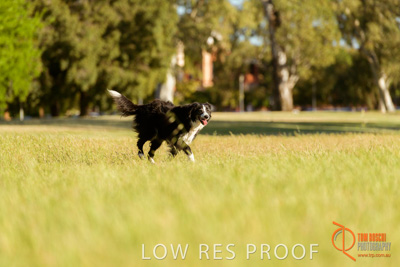 October 2017 / DOG_RUNNING_340_171018_TRP1625