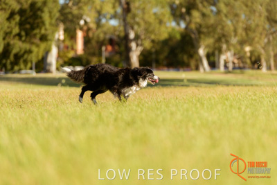 October 2017 / DOG_RUNNING_341_171018_TRP1627