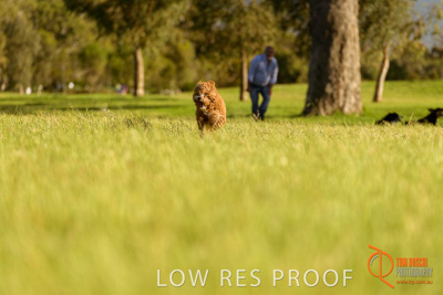 October 2017 / DOG_RUNNING_347_171018_TRP1659