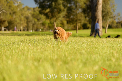 October 2017 / DOG_RUNNING_349_171018_TRP1669