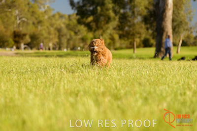 October 2017 / DOG_RUNNING_350_171018_TRP1670