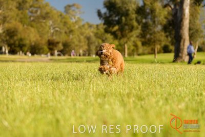 October 2017 / DOG_RUNNING_351_171018_TRP1672